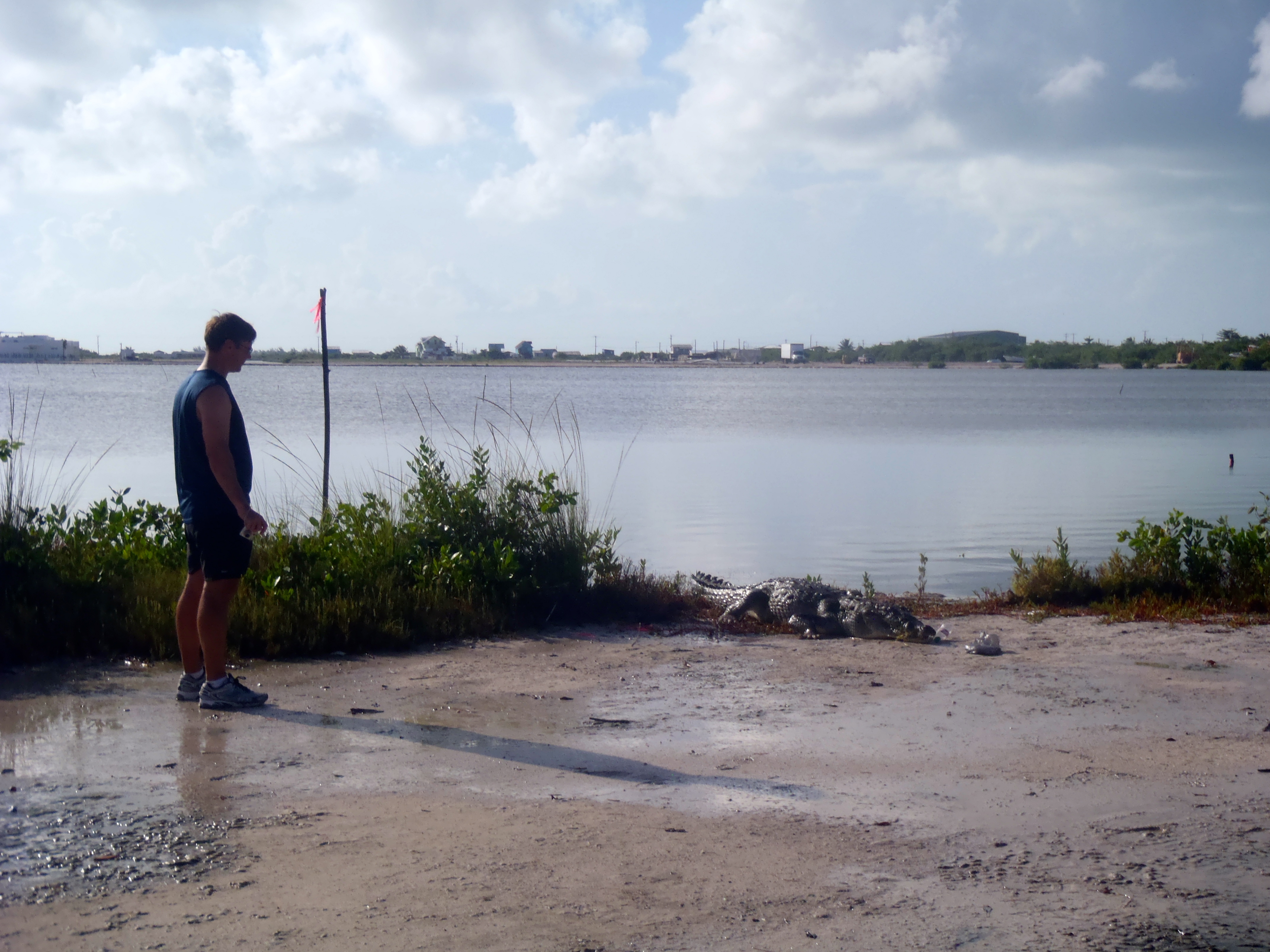 Croc at Ambergris Caye