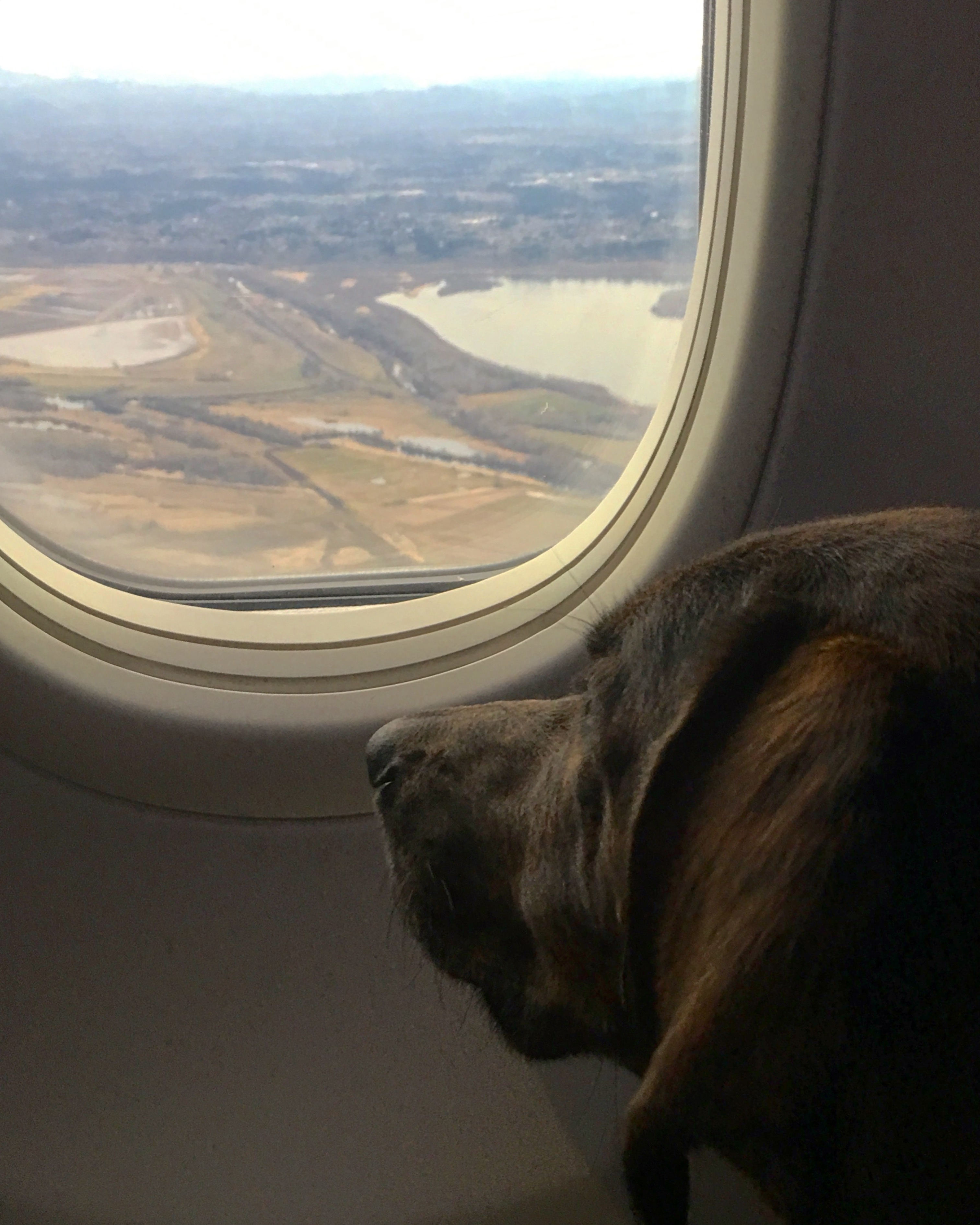 Lucy on a plane - wander with melissa